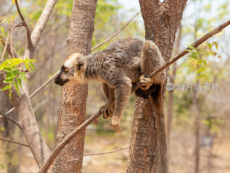 可爱的棕色狐猴(Eulemur fulvus)有橙色的眼睛。